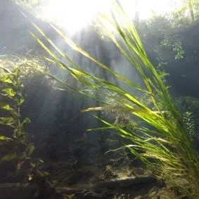 thumbnail for publication: A Comparison of Planting Techniques for Submerged Aquatic Vegetation